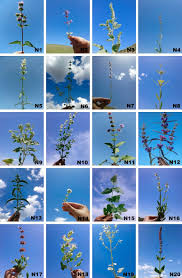 Image result for Lamiaceae