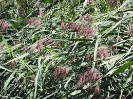 Image result for Phragmites mauritianus