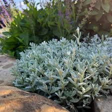 Image result for Cerastium afromontanum