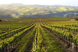 Search a wide range of information from across the web with searchinfotoday.com. 10 Best California Wineries With A View