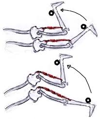 Fuss zurückziehen bei gestrecktem bein, hilft bei wadenkrampf. Krampfe Im Hinteren Oberschenkel Fitness Laufen Kraft