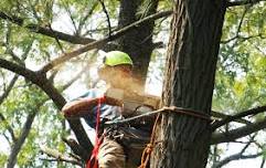 Professional Development Workshop: Pruning Trees for Arborists