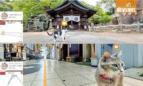 貓眼遊廣島跟團尋找喵足跡 廣島 cats animals travel