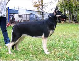 Osteuropaischer Schaferhund