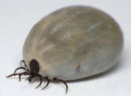 Varying in shape, colour and size, ticks are generally oval, flat and small uk ticks can carry a devastating condition called lyme disease, caused by serious bacteria, which. Ticks Esccap Uk Ireland