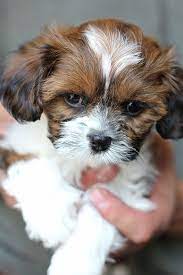 Teddy bear bichon shih tzu puppies. Bichon Shih Tzu Shichon Zuchon Puppies For Sale Quality Bred Family Dogs Calgary Alberta Canada Zuchon Puppies For Sale Puppies Puppies For Sale