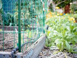 Putting up a fence to protect your garden from rabbits or other animals can be expensive and time consuming. My Favorite Fences To Keep Out Critters Caterpillars And Birds No Diy Needed Garden Betty