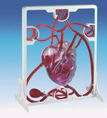 For The Science Class This Working Human Heart Model Will Help Children Understand The Hearts Circulatory System Projects Circulatory System Biology Resources
