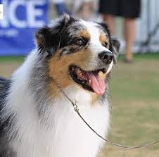 Well potty trained australian shepherd,vet checked,dewormed and comes with all their necessary paperwork. Delchoksky Australian Shepherds Dogs Nsw Member Home Facebook