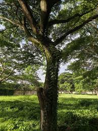 Image result for Samanea saman