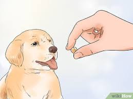 Listening to a crying puppy can be very distressing. 3 Ways To Get A Puppy To Stop Crying Wikihow Pet