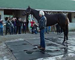 Medina spirit's win in perspective. Cmsibvppqdndnm