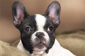 Allevamento bulldog francese in lombardia. Bulldog Francese Carattere Salute Alimentazione Prezzo E Allevamenti Razzedicani Net
