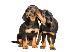 Its remote online dog training courses provide access to a certified trainer and behaviorists, as well as. Classes Enjoy Your Dog