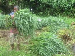 Image result for Urochloa marlothii