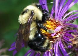 Image result for Bombus cingulatus