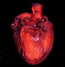 We did not find results for: It Takes Real Heart By Spyderwebb666 On Deviantart