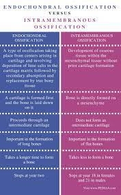 Difference Between Endochondral Ossification And Intramembranous Ossification Com Basic Anatomy And Physiology Medical Knowledge Human Anatomy And Physiology