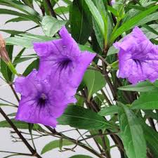 Image result for Ruellia praetermissa