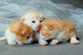 Newborn Kitten Hiccups Newborn Kittens