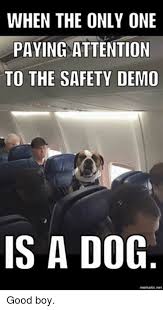 Dog On Plane Memes