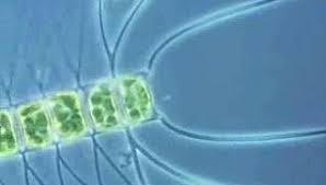 Image result for Entada bacillaris