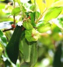 Image result for Clutia hirsuta