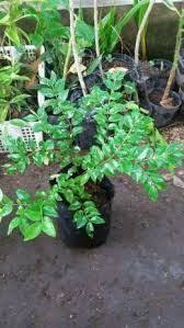 We did not find results for: Jual Bibit Anggur Pohon Preco Bibit Anggur Pohon Preco Harga Anggur Pohon Preco Anggur Pohon Preco Jual Bibit Anggur Brazil Preco Menanam Pohon Anggur