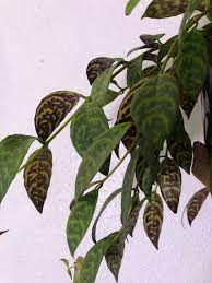 Black Pagoda Lipstick Plant Aeschynanthus Longicaulis By Rohmswansonco On Etsy Https Www Etsy Com Listing 699889215 Black Plants Lipstick Plant House Plants