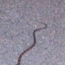 Image Of Wv Baby Or Juvenile Copperhead Poisonous Snake It Was Discovered On The Sidewalk Beside A Funeral Home Downtown Poisonous Snakes Snake Funeral Home