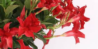 Image result for mandevilla obrázek