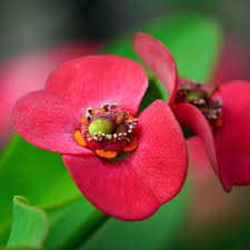 Image result for Euphorbia milii