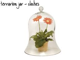 Dad of three super active kids. Terrarium Jars Glass Plant Terrariums For Sale