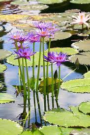 Pin On Flowers