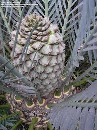 Image result for Encephalartos schmitzii