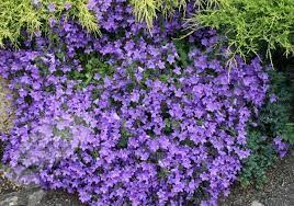Image Result For Dividing Campanula Portenschlagiana Campanula Portenschlagiana Campanula Flowers Campanula