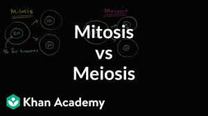 Prophase i, metaphase i, anaphase i, telophase i. Comparing Mitosis And Meiosis Video Khan Academy