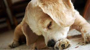 Allergie Beim Hund