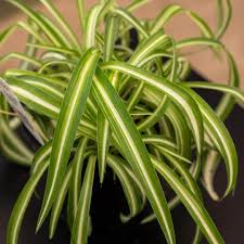 Image result for Chlorophytum minor