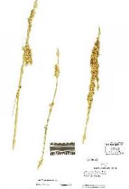 Image result for Cuscuta approximata