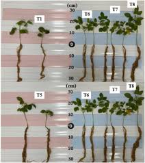 Image result for Endostemon obtusifolius