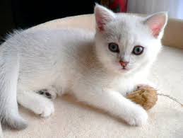 For sale, amazing, rare british chinchilla, imported parents, best european lines, dad gra. Shaded Katzen Entstehung Vererbung Katzengenetik Vererbung Der Fellfarben Und Fellmuster Bei Katzen