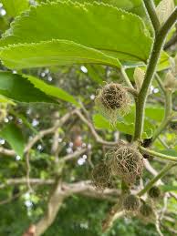 Image result for Moraceae
