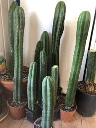 San pedro cactus, also known as echinopsis pachanoi, is a columnar cactus native to the andes in south america. Trichocereus Pachanoi San Pedro Cactus 30 100cm
