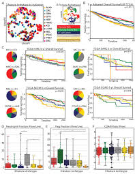 Rafael bortone is on facebook. A Pan Cancer Census Of Dominant Tumor Immune Archetypes Biorxiv
