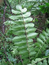 Image result for Antrocaryon nannanii