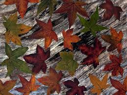 El disparo de 'folha seca' es mundialmente conocido por cristiano ronaldo, pero antes ha habido otros especialistas como juninho o gareth bale. Foto Livre Folhas Plano De Fundo Madeira Composicao Folhas Secas Folhagem De Outono Arranjo Hippopx