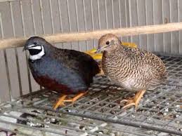 Birds That Start With O Casal De Codorna Chinesa Coturnix Chinensis O Macho E O Da Esquerda King Quail Button Quail Button Quail Quail Coop Raising Quail
