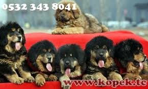 Tibet Mastifi Yavrulari Kopek Dunyasi Tibet Mastifi Yavru Kopek Kopek