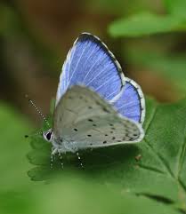 Image result for Celastrina argiolus